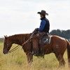 edwcattle
